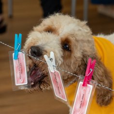 Ausbildung Vorlesehund Specialogs Solida