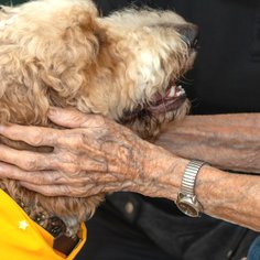 Ausbildung Streichelhund Specialogs Solida